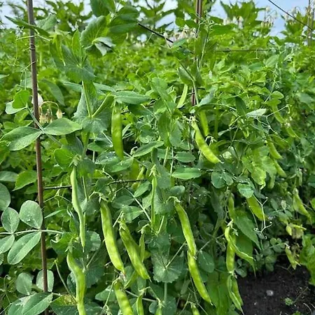 Апартаменты Nordic Retreat