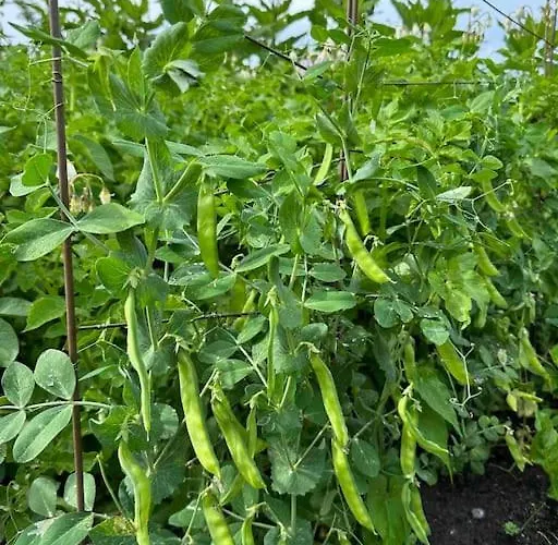 Apartament Nordic Retreat